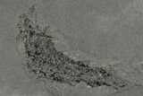 Devonian Acanthodian (Primitive Shark) Fossil (Pos/Neg) - Scotland #204250-1